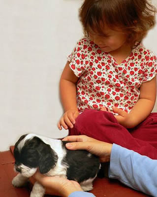 Puppy Size