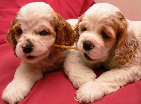 Puppies