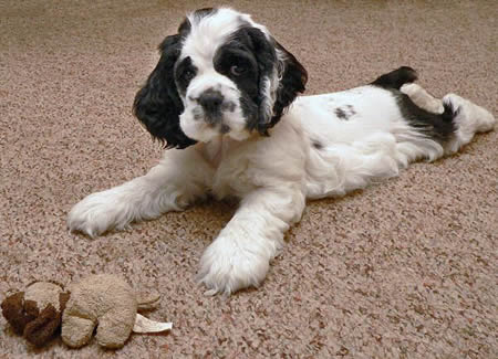 puppy