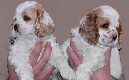 Puppies