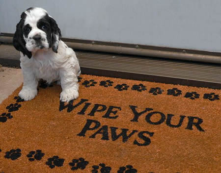 Puppies