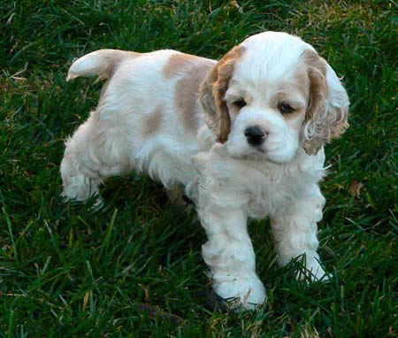 Puppy